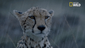 A Leopard looks sullen as a heavy rain falls on it. 